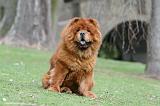 CHOW CHOW 729